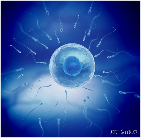 热点分析。供卵做赠卵试管自怀医院中的郑州