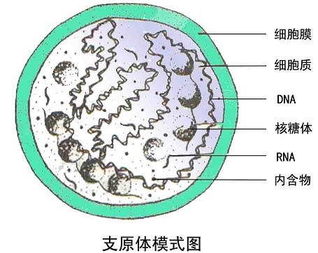 找人代怀生孩子寿命不超过40？